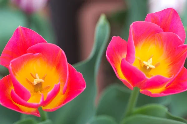鮮やかなピンクと黄色のチューリップの花 — ストック写真