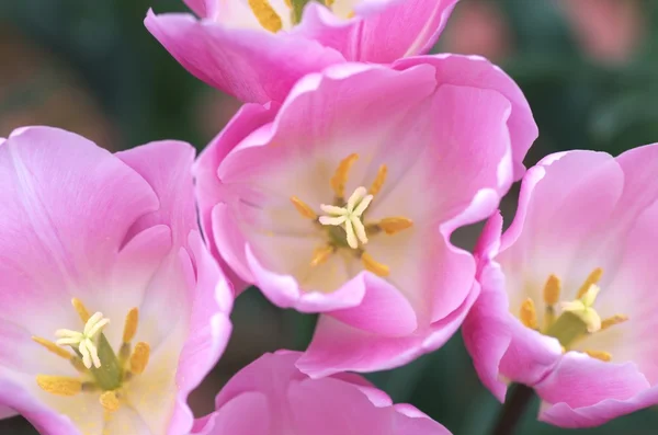 Tulipa rosa bonito — Fotografia de Stock
