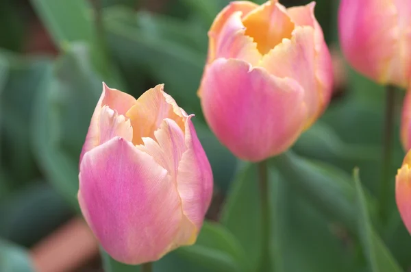 ピンクと黄色のチューリップの花の庭 — ストック写真