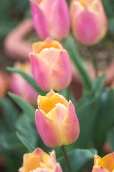Rosa e amarelo tulipa flor jardim — Fotografia de Stock