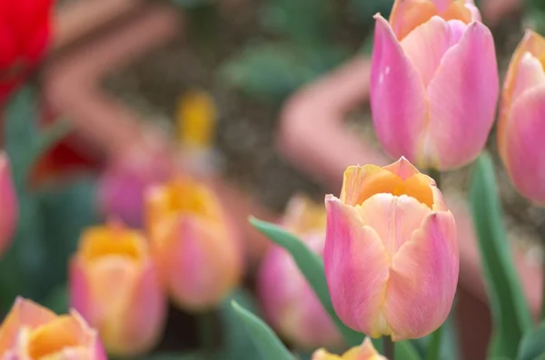 Rosa und gelbe Tulpenblumen Garten — Stockfoto