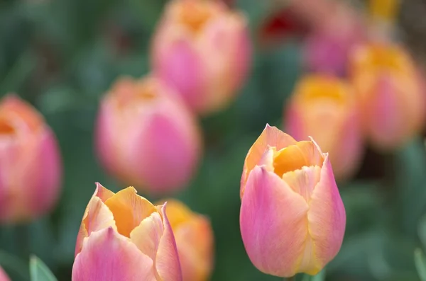 ピンクと黄色のチューリップの花の庭 — ストック写真