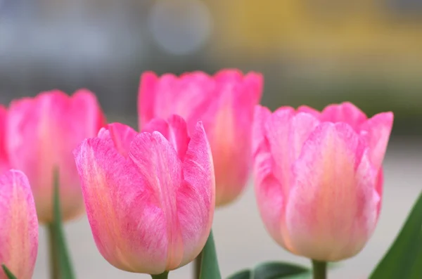 Милый розовый тюльпан — стоковое фото