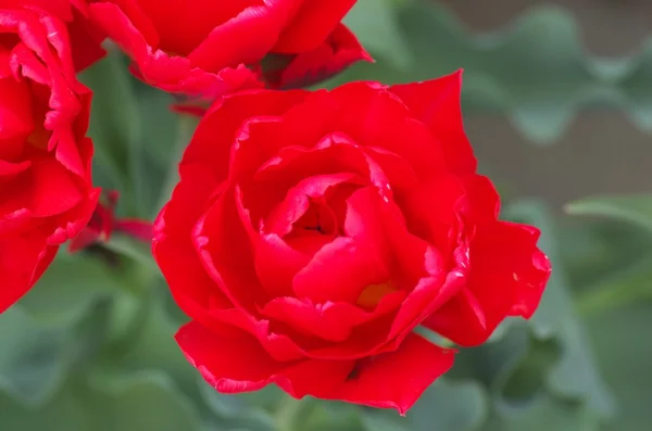 Vivid red tulip flowers — Stock Photo, Image
