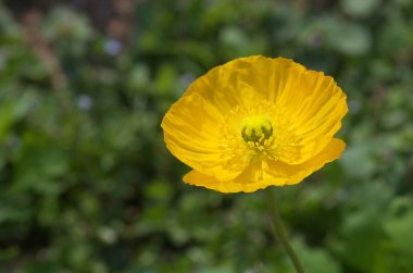 sevimli sarı İzlanda haşhaş