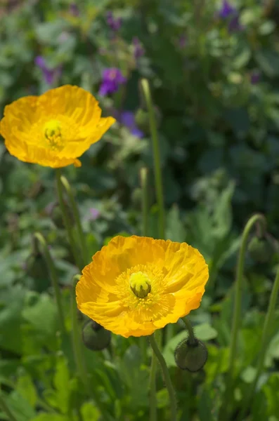 Süßer gelber Islandmohn — Stockfoto