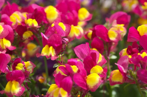 mor ve sarı linaria