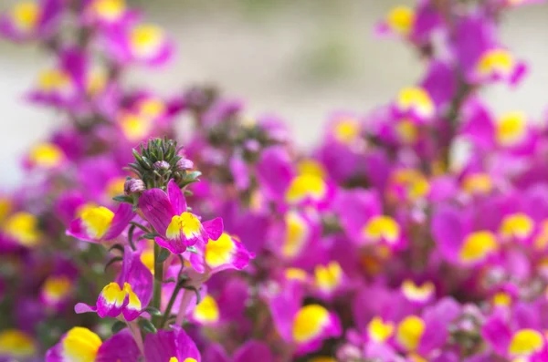 mor ve sarı linaria