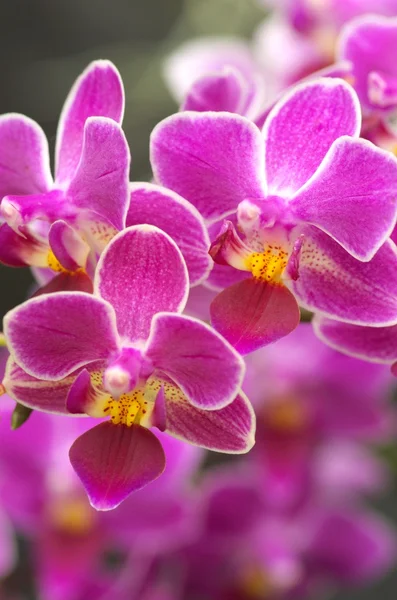 Niedliche rosa Orchidee — Stockfoto