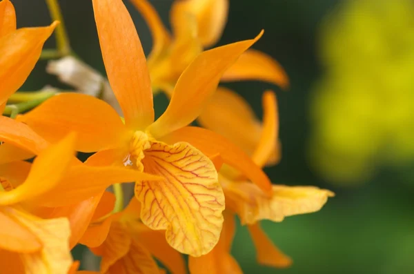 Vivid orange orchid — Stockfoto