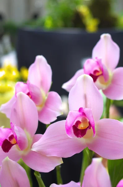 Niedliche rosa Orchidee — Stockfoto