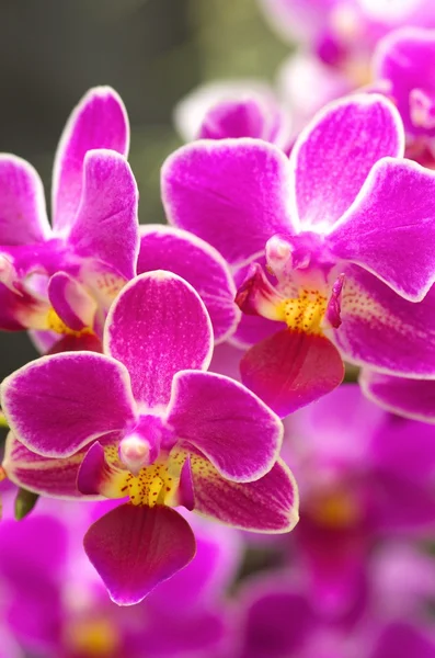 Cute pink orchid — Stock Photo, Image
