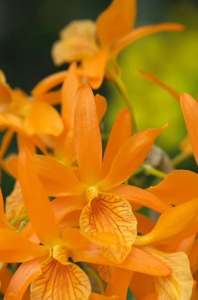 Lebhafte orangefarbene Orchidee — Stockfoto