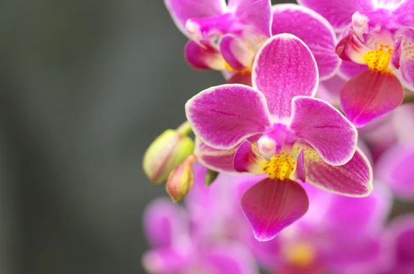 Schattige roze orchid — Stockfoto