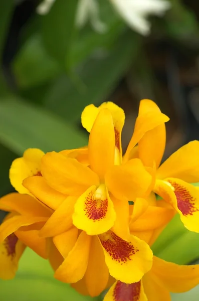 Levendig oranje orchid — Stockfoto