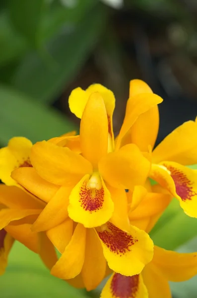 Vivid orange orchid — Stockfoto