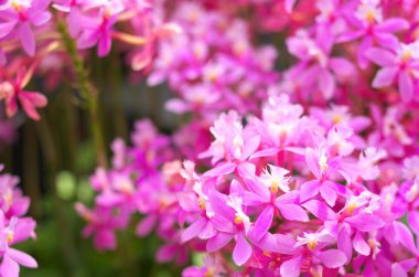 sevimli pembe orkide