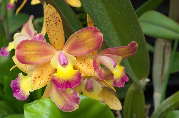 Orquídea amarela e roxa — Fotografia de Stock