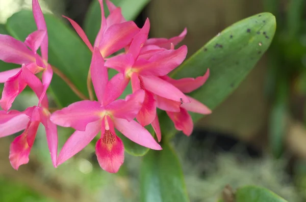 Söt rosa orchid — Stockfoto