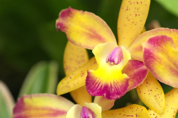 Geel en paars orchid — Stockfoto