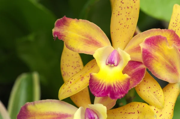 Gelbe und violette Orchidee — Stockfoto