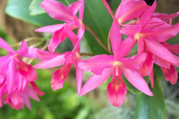 Flores vivas de orquídeas roxas — Fotografia de Stock