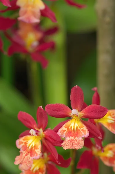 Rote Orchidee — Stockfoto