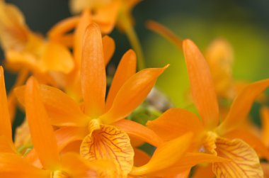 canlı turuncu orkide çiçekler