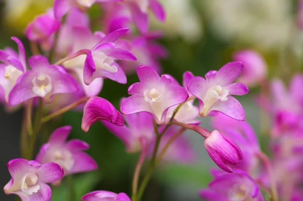 Flores vivas de orquídeas roxas — Fotografia de Stock