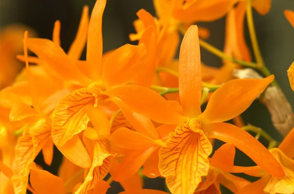 Živé oranžové květy orchidejí — Stock fotografie