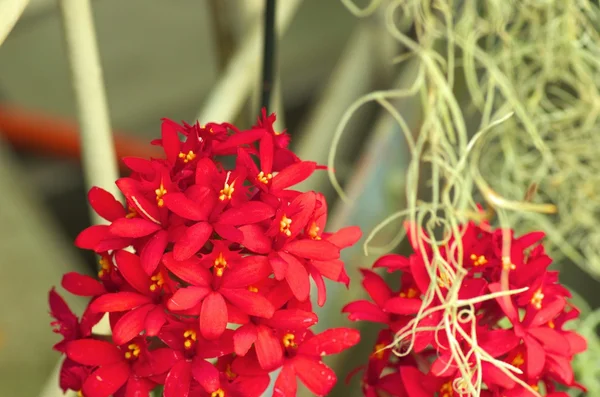 Orquídea roja — Foto de Stock