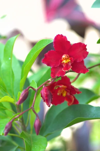 Orchidée rouge — Photo