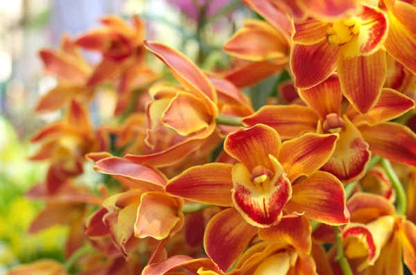 Orange gradation orchid — Stock Photo, Image