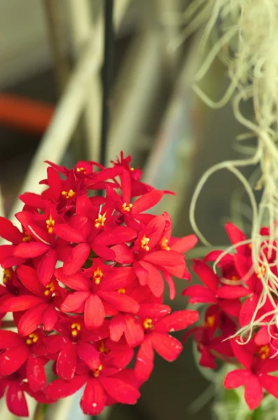 Orquídea roja — Foto de Stock