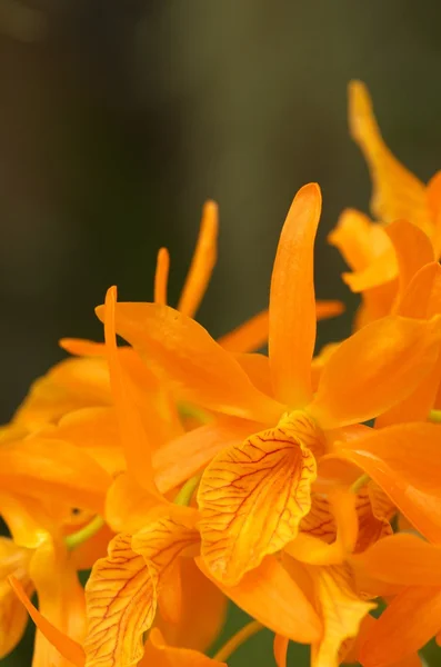 Яркие оранжевые цветы орхидей — стоковое фото