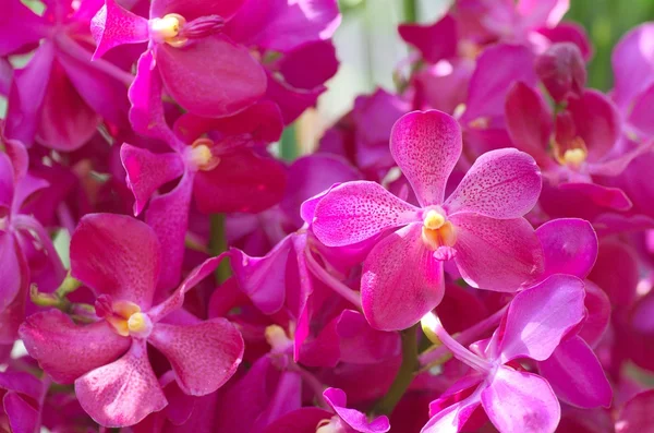 Flores vivas de orquídeas roxas — Fotografia de Stock