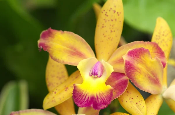 Gelbe und violette Orchidee — Stockfoto