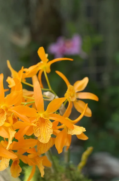 Levendig oranje orchideebloemen — Stockfoto