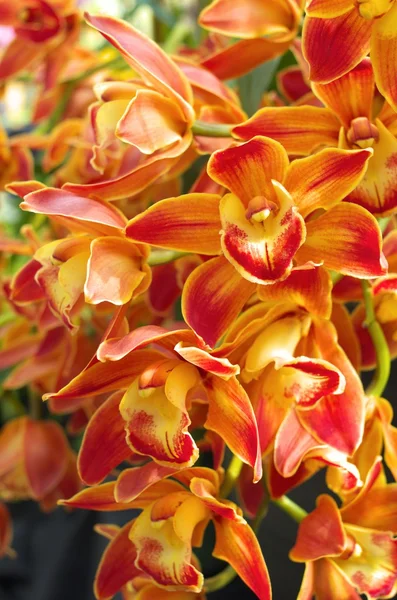 Oranžový odstupňování orchidej — Stock fotografie