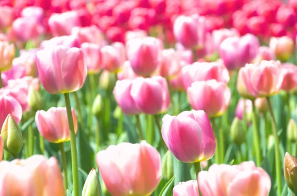 Pola tulipanów biały i różowy — Zdjęcie stockowe
