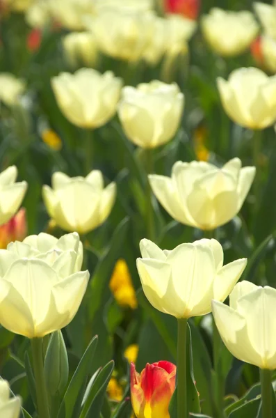 White tulip flower field — Stock Photo, Image
