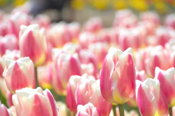 Bílé a růžové Tulipán pole — Stock fotografie