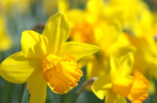 Narciso giallo giardino fiorito — Foto Stock