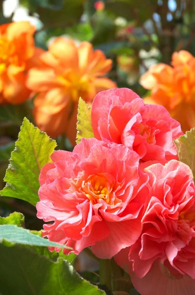 Velké růžové begonia — Stock fotografie