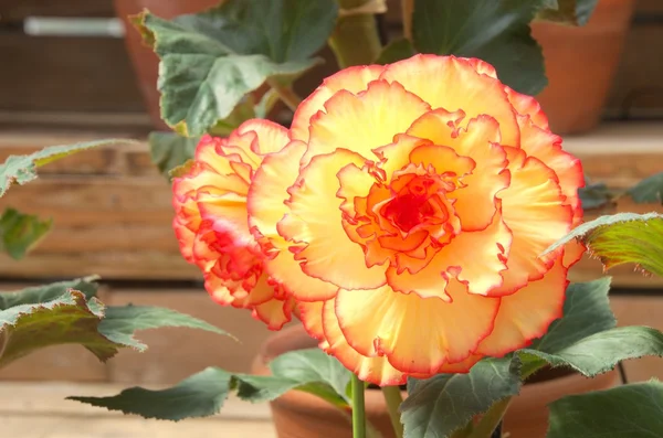 büyük portakal Begonya