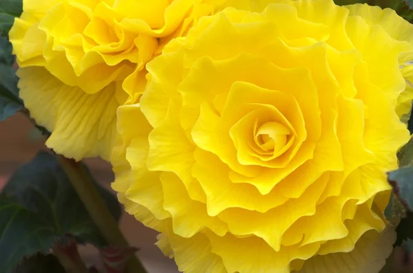Large yellow begonia — Stock Photo, Image