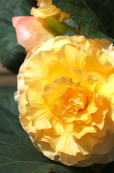 Large yellow begonia — Stock Photo, Image