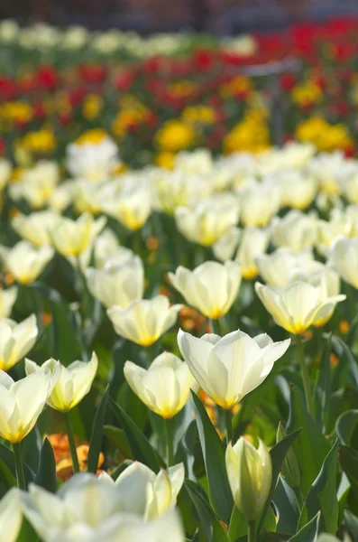 白いチューリップの花畑 — ストック写真