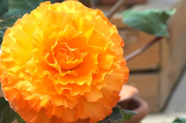 büyük portakal Begonya