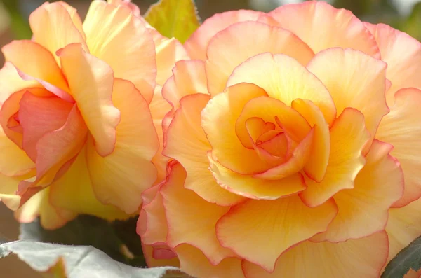 Large orange begonia — Stock Photo, Image